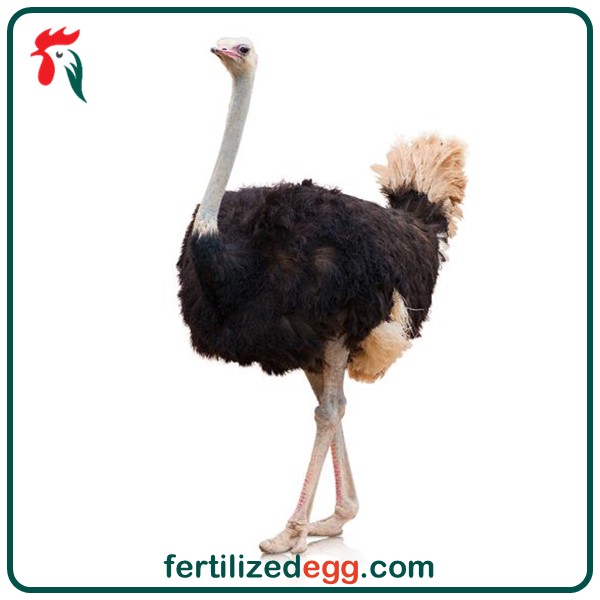 تخم نطفه دار شترمرغ